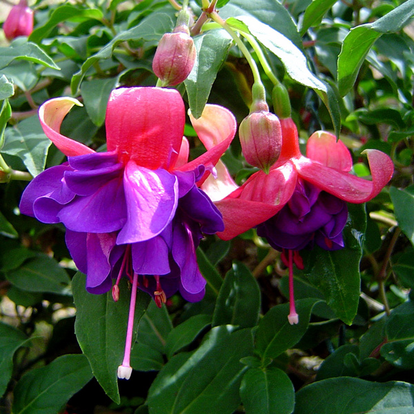 Fuchsia Double Basket Collection 3 Fuchsia Double Basket Collection 3