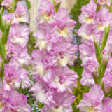 Gladioli Magenta Princess Gladioli Magenta Princess