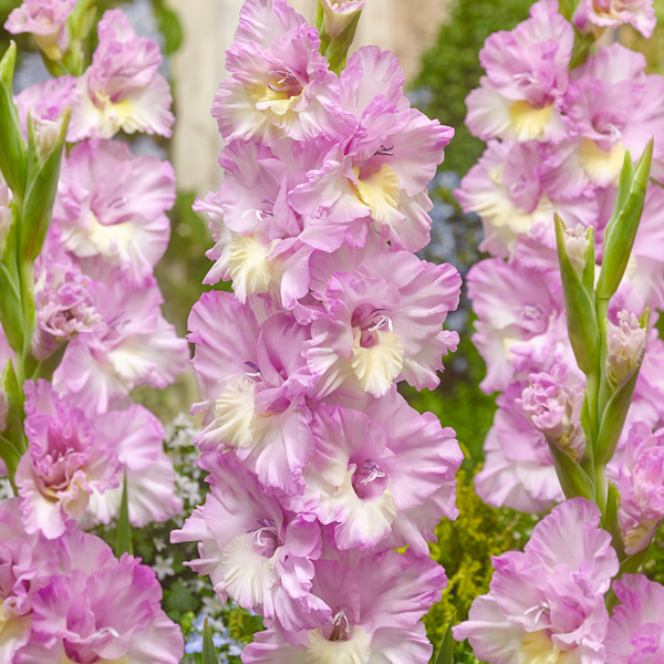 Gladioli Magenta Princess Gladioli Magenta Princess