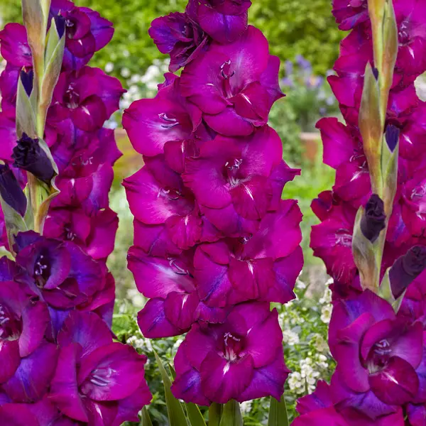 Gladioli Next Level Gladioli Next Level