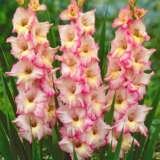 Gladioli Priscilla Pkglapri 2025 - Garden Express Australia