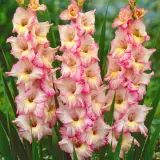 Gladioli Priscilla Pkglapri 2025 - Garden Express Australia