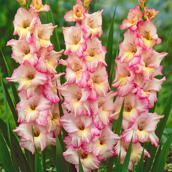 Gladioli Priscilla Gladioli Priscilla