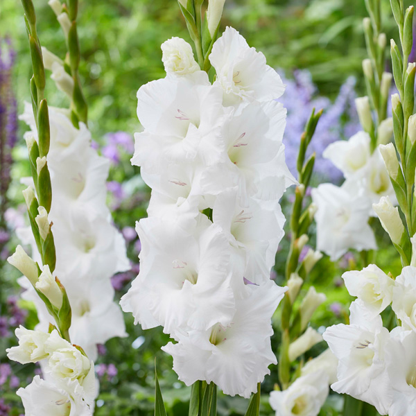 Gladioli Bako Gladioli Bako