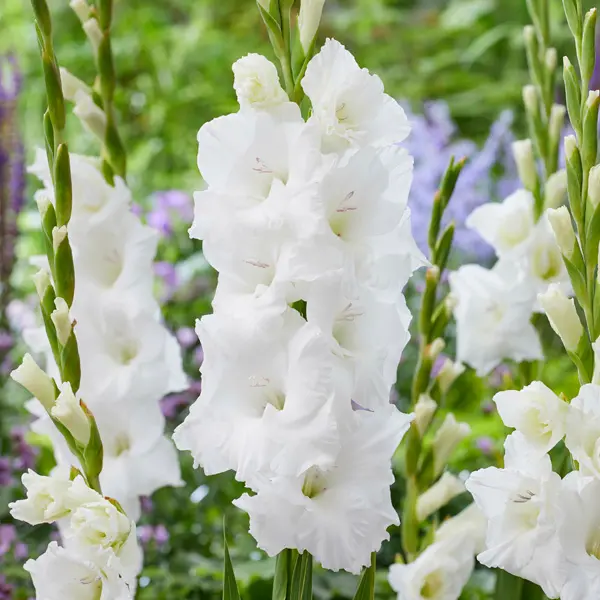 Gladioli Bako Gladioli Bako