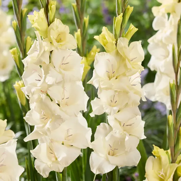 Glamini Gladioli Amber Glamini Gladioli Amber
