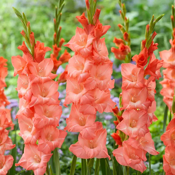 Glamini Gladioli Lia