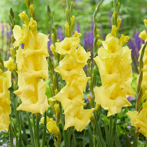 Glamini Gladioli Luna