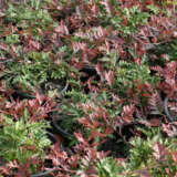 Grevillea Fishbone Flat (Pbr) Grevillea Fishbone Flat (Pbr)