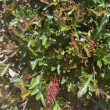 Grevillea Fishbone Flat Lpogrefft - Garden Express Australia