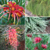 Gurus Native Collection 2025 Colgurnco - Garden Express Australia