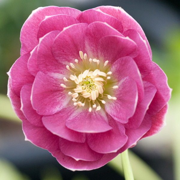 Hellebore Double Pink White Back