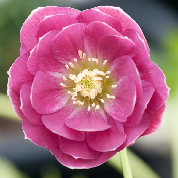 Hellebore Double Pink White Back Hellebore Double Pink White Back