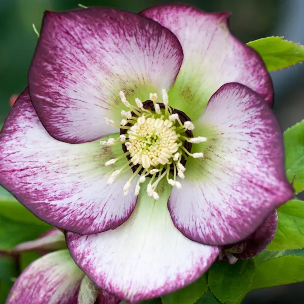 Hellebore Single Bicolour Hellebore Single Bicolour