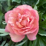 Itoh Peony Danse De Feu 26 Pkitoddf - Garden Express Australia