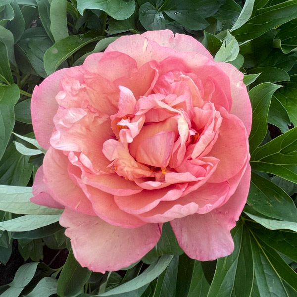 Itoh Peony Danse De Feu Itoh Peony Danse De Feu