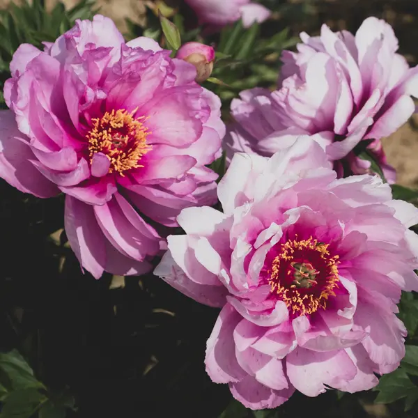 Itoh Peony First Arrival Itoh Peony First Arrival