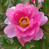 Itoh Peony Pink Doodle Dandy Pkitopdd - Garden Express Australia