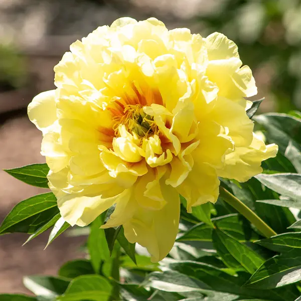 Itoh Peony Sequestered Sunshine Itoh Peony Sequestered Sunshine