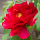 Itoh Peony Unique Pkitouni - Garden Express Australia