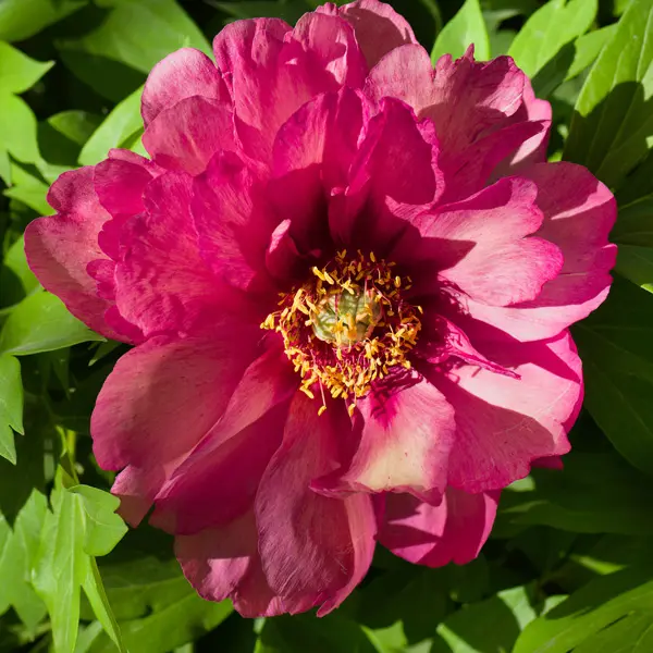 Itoh Peony Yankee Doodle Dandy Itoh Peony Yankee Doodle Dandy
