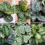 Indoor Mania Collection Colindman - Garden Express Australia