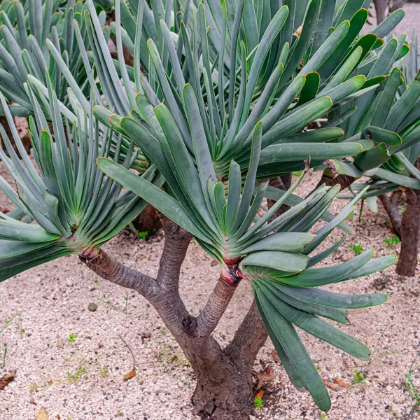 Kumara Plicatilis – Fan Aloe Kumara Plicatilis – Fan Aloe