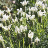 Lavender La Diva Papillon White Lpllavwhi - Garden Express Australia