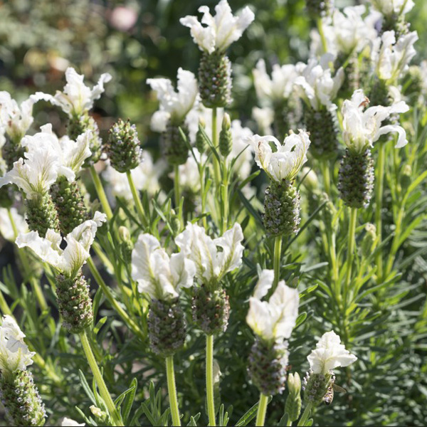 Lavender La Diva Papillon White Lavender La Diva Papillon White