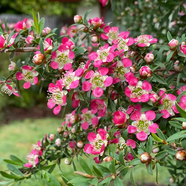 Leptospermum Tickled Pink (Pbr) Leptospermum Tickled Pink (Pbr)