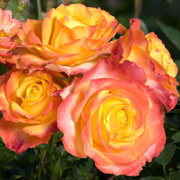 Patio Rose Tequila Sunrise (Pbr) Patio Rose Tequila Sunrise (Pbr)
