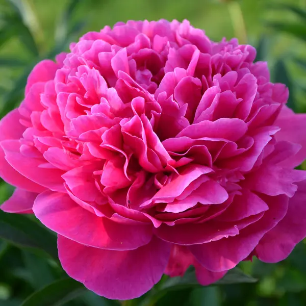 Peony Rose Glowing Raspberry Rose Peony Rose Glowing Raspberry Rose