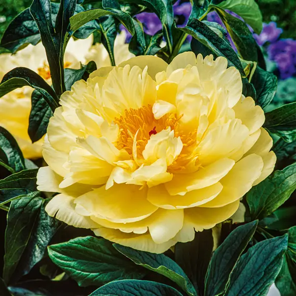 Peony Rose Lemon Chiffon Peony Rose Lemon Chiffon