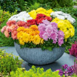 Pot Mum Chrysanthemum Luckydip Collection Colpmuldi - Garden Express Australia