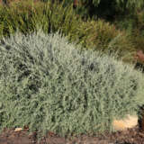 Rhagodia Aussie Flat Bush Lporhaafb - Garden Express Australia
