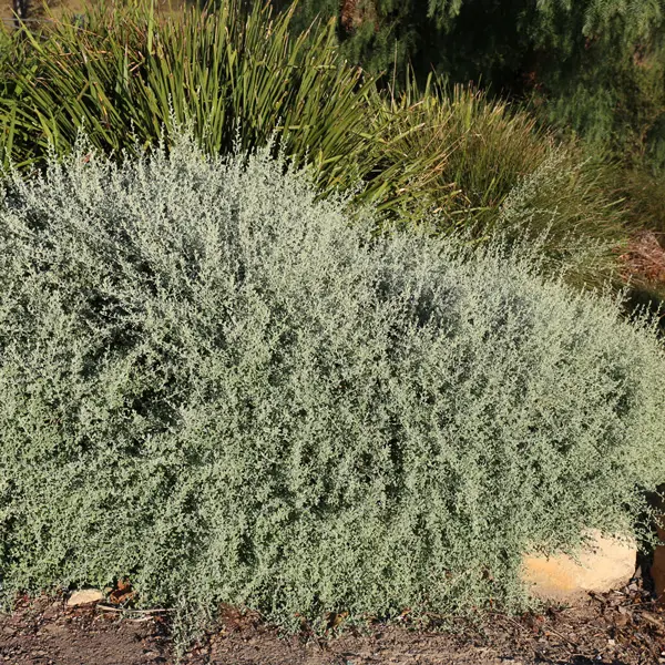 Rhagodia Aussie Flat Bush (Pbr) Rhagodia Aussie Flat Bush (Pbr)
