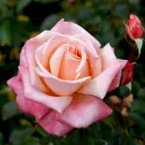 Rose Aotearoa Roshaot - Garden Express Australia