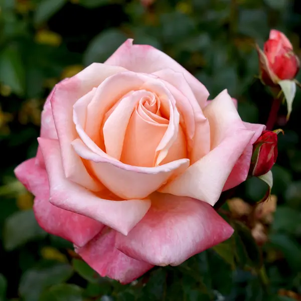 Rose Aotearoa Rose Aotearoa