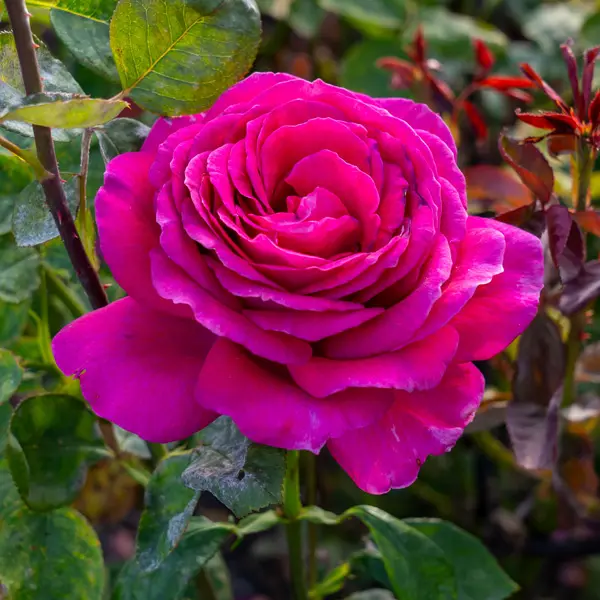 Rose Big Purple