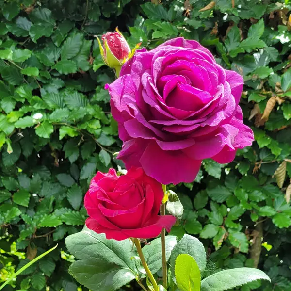 Rose Big Purple
