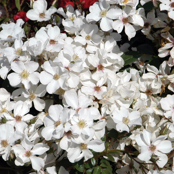Rose Heideschnee Rose Heideschnee