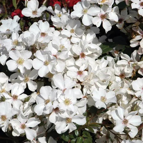 Rose Heideschnee Rose Heideschnee