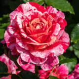 Rose Its Magic Rose Its Magic