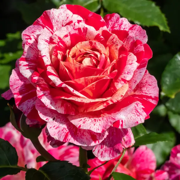 Rose Its Magic Rose Its Magic