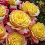 Rose Kordes Jubilee Rose Kordes Jubilee