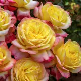 Rose Kordes Jubilee Rose Kordes Jubilee