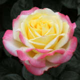 Rose Kordes Jubilee Rose Kordes Jubilee