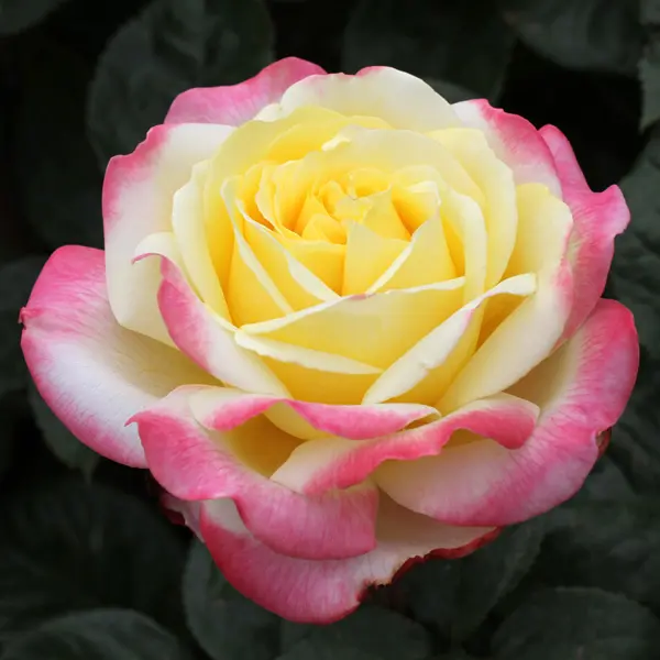Rose Kordes Jubilee Rose Kordes Jubilee