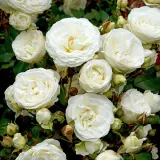 Rose Snow Kiss Rose Snow Kiss