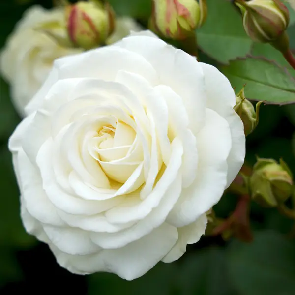 Rose Snow Kiss